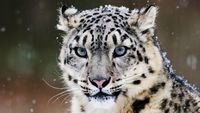 pic for snow leopard